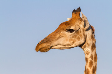 Fototapeta na wymiar giraffe head close up