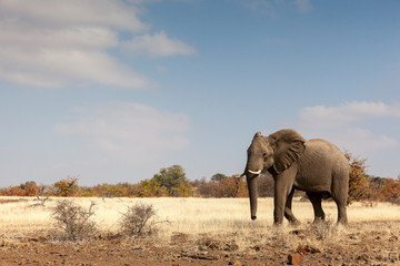 Fototapeta na wymiar elephant walking in grassland