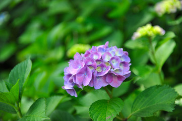 日本の東京都王子の飛鳥山で咲く　紫陽花の紫色の花