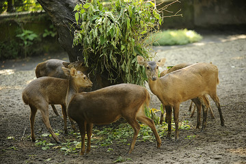 Barasingha, Swamp deer, Rucervus duvaucelii, Endangered