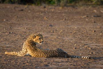 cheetah lying down