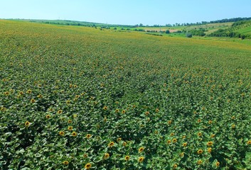 Aerial of sunflower background in Romania