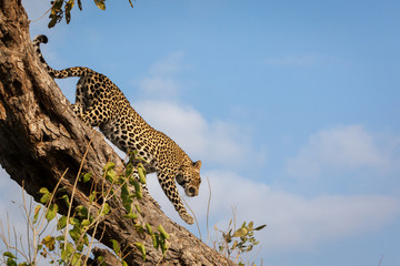 leopard climbs down a tree