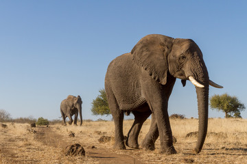 elephant walking in grassland