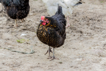 Black hen is looking for food in the courtyard of the chicken coop. Livestock farm. Close up. A site about pets, farms, agriculture, birds .