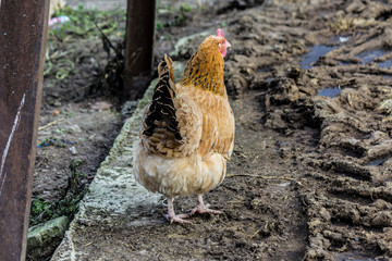 A brown hen with a black tail is looking for food in the courtyard of the chicken coop.  Close up. A site about pets, farms, agriculture, birds.