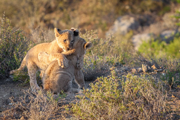 lion cubs playing