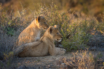 Plakat lion cubs playing
