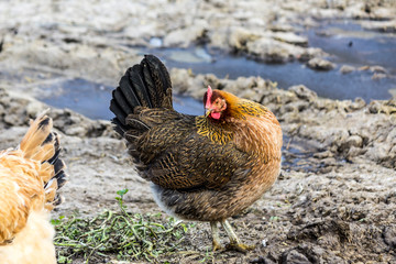 A brown hen with a black tail is looking for food in the courtyard of the chicken coop.  Close up. A site about pets, farms, agriculture, birds.