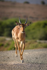 running impala