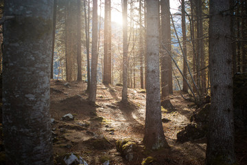 the sun through the trees and the mist
