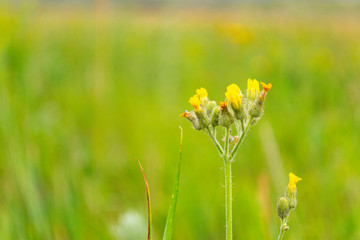 Field with grass, with a yellow flower. Hypericum perforatum flower closeup on a green background....