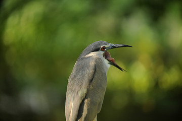 heron with nature background