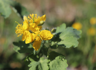 Celandine plant with yellow flowers and green leaves in the forest. Chelidonium majus or greater celandine or tetterwort or swallowwort or nipplewort yellow wild bloom. Medicinal plant.