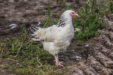 White hen is looking for food in the courtyard of the chicken coop. Livestock farm. Close up. A site about pets, farms, agriculture, birds .