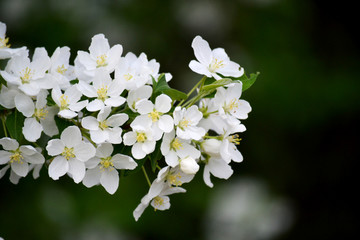 A branch from an apple tree with white blossoming buds. Close up, blurred spring background.