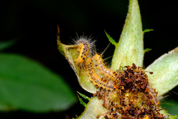 caterpillar on a branch eats the leaf