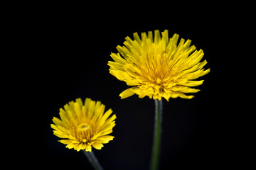 Yellow dandelion flowers