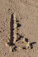 the letter l written in beach sand