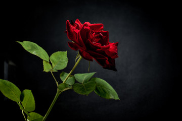 red rose on black background