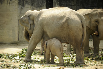 family of elephant