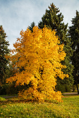 Autumn landscape. Bright golden tree on a background of green fir trees on a sunny day.