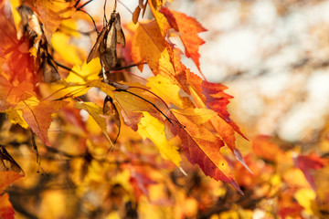 Autumn landscape. Golden, orange, red leaves adorn the trees in autumn.