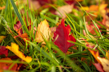 Autumn landscape. Golden, orange, red leaves lie on bright green grass.
