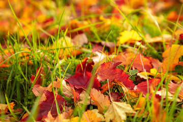 Autumn landscape. Golden, orange, red leaves lie on bright green grass.