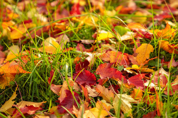 Autumn landscape. Golden, orange, red leaves lie on bright green grass.