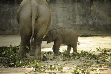 Fototapeta premium family of elephant