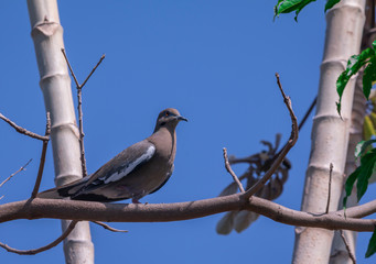 Paloma de Castilla / Ave Domestica 