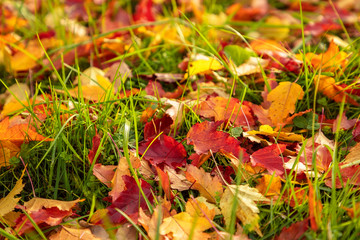 Autumn landscape. Golden, orange, red leaves lie on bright green grass.