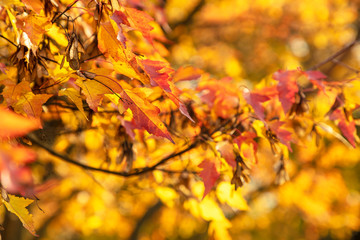 Autumn landscape. Golden, orange, red leaves adorn the trees in autumn.