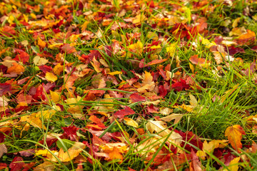 Autumn landscape. Golden, orange, red leaves lie on bright green grass.