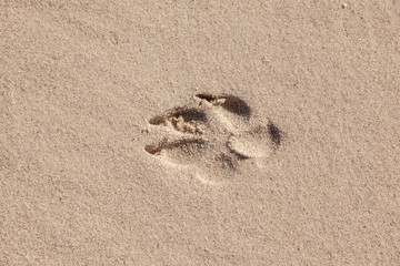 dog track in beach sand