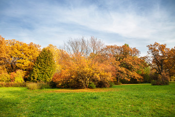 Autumn landscape. Golden trees shine on bright green grass against a blue sky .