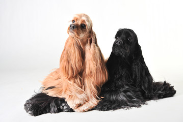 Two cute american cocker spaniels in the studio on a white background