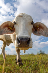 close up of white cow