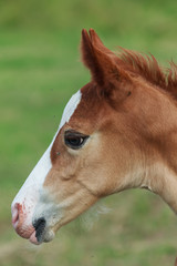 brown filly foal show