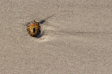 seashell on beach sand