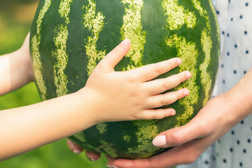Female and baby hands are holding a whole watermelon close up, a little girl's and young woman's hands holds a green watermelon.