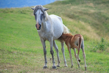 Little Knight eats milk from his mother's breast