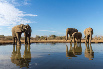 Fototapeta na wymiar Herd of elephants at a waterhole in Botswana