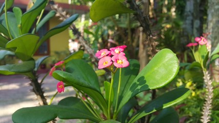 pink orchid flower