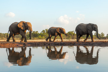 Fototapeta na wymiar Herd of elephants reflected in waterhole in Botswana