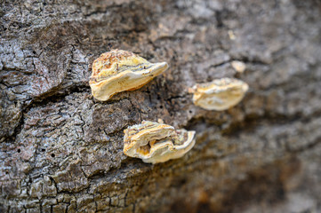 Tree fungus on a stump