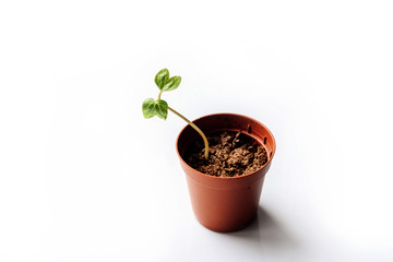 Small sprout in a brown flower pot on a white background with place for text.