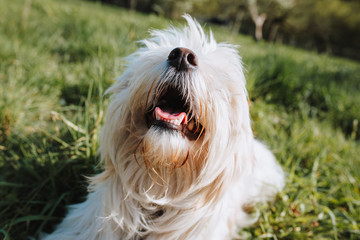 Hund auf der Wiese Malteser 