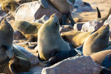 Cape Cross is South African fur seal rookery